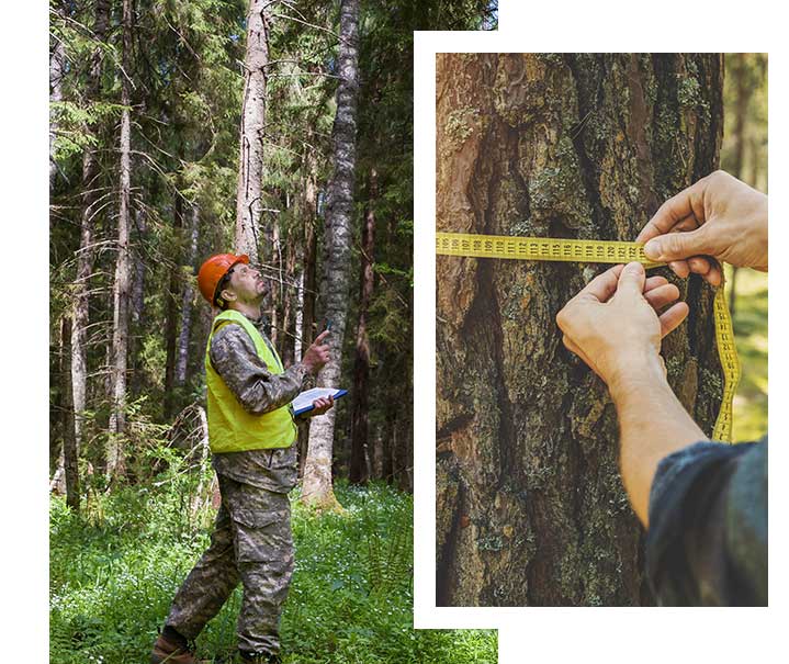 Estimation des valeurs et type de bois de vos foret à Roanne